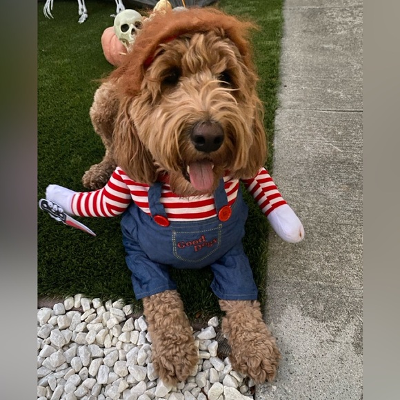 Chucky doll Dog Costume Size - XL - Picture 2 of 3